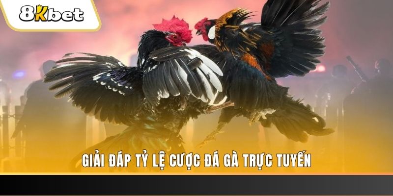 k8bet trực tiếp đá gà thomo