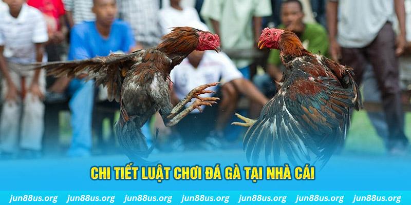 k8bet đá gà thomo